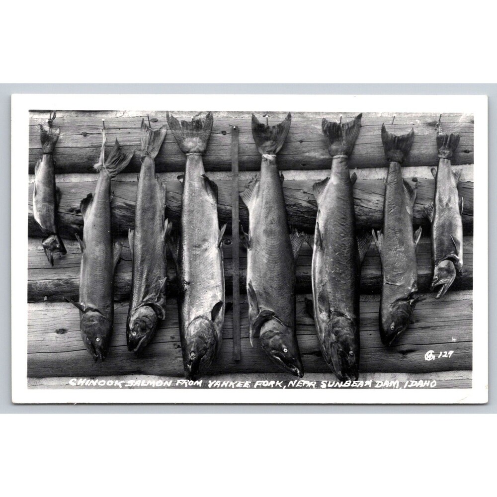 Postcard RPPC Chinook Salmon Yankee Fork Sunbeam Dam Idaho 1956 Posted Stamp ID